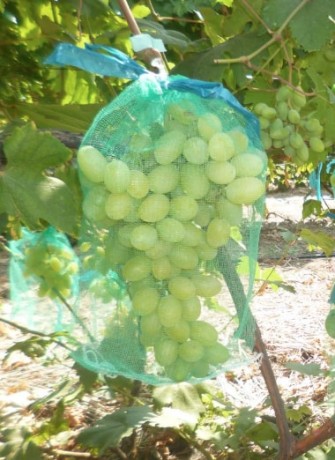 Сетка для защиты гроздей винограда от птиц и ос, 28*40 см