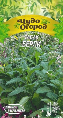 Семена Табак курительный Берли, 0,1 г, ТМ Семена Украины