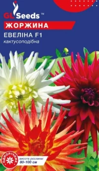 Насіння Жоржина Евеліна, 0.25 г, ТМ GL Seeds