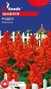 Насіння Сальвія Родео, 0.1 г, ТМ GL Seeds