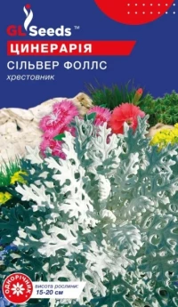 Насіння Цинерарії Сільвер Фоллс, 0.1 г, ТМ GL Seeds