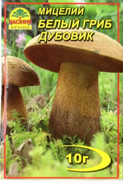 Міцелій Білий гриб Дубовик, 10 г