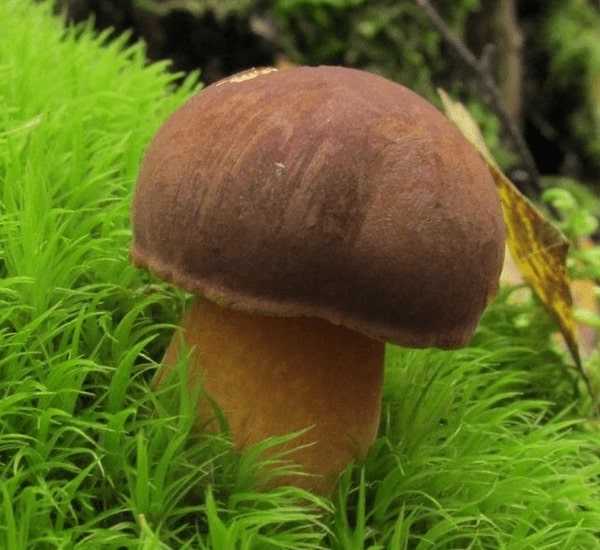 Мицелий Польского гриба
