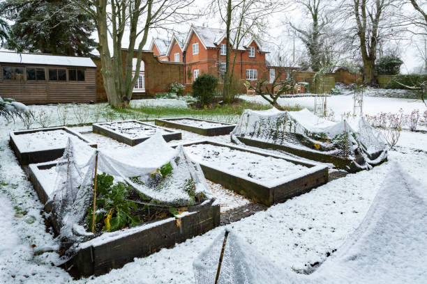 Садовые Работы на Декабрь: Сохранение и Подготовка к Зиме